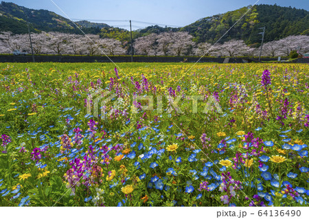 那賀川沿いの花畑と桜並木 【静岡県 松崎町】 那賀川沿いの花畑と桜並木 【静岡県 松崎町】 64136490