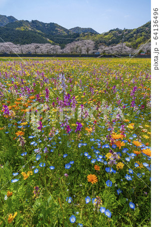 那賀川沿いの花畑と桜並木　【静岡県　松崎町】 64136496
