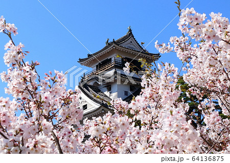 天守閣を彩る桜の花（高知城） 64136875