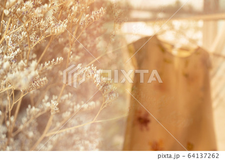 soft sunlight romantic beige white dried nature flower 64137262