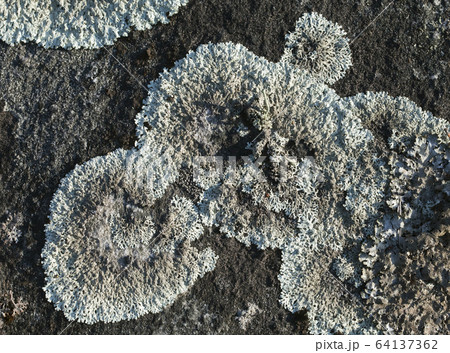 Lichen on a stone 64137362
