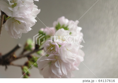 南殿桜 南殿桜 64137616