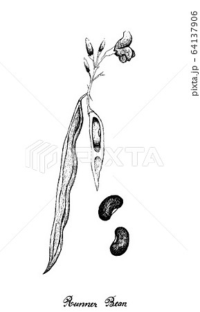 Hand Drawn of Fresh Green Runner Bean Plant 64137906