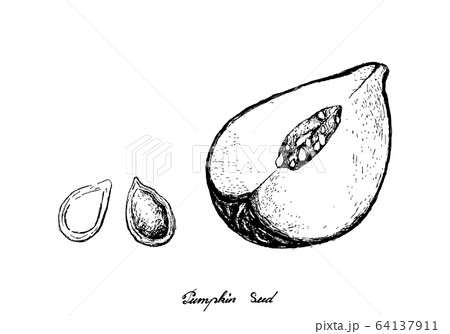 Hand Drawn of Pumpkins with Seed on White Hand Drawn of Pumpkins with Seed on White 64137911