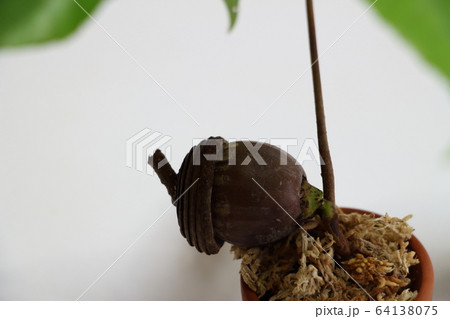 どんぐり どんぐり 64138075