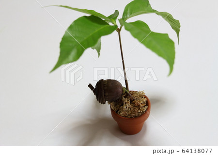 どんぐり 64138077