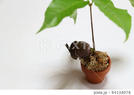 どんぐり 64138078