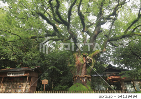 ご神木「熱田神宮の大楠」in 愛知 ご神木「熱田神宮の大楠」in 愛知 64139494