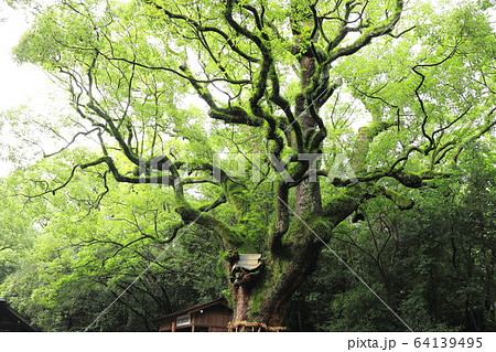 ご神木「熱田神宮の大楠」in 愛知 ご神木「熱田神宮の大楠」in 愛知 64139495