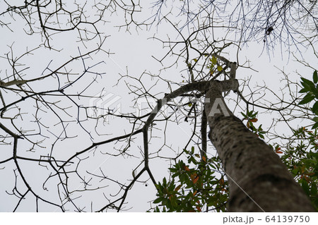Maple leaves on trees in Taiwan, Asia. Maple leaves on trees in Taiwan, Asia. 64139750