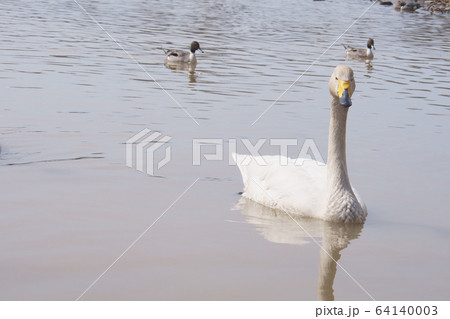 ハクチョウ 64140003