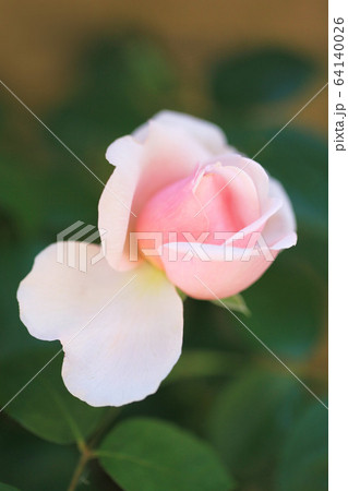 ハート型の花びらのピンクのバラの写真素材 ハート型の花びらのピンクのバラの写真素材