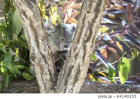 コアラの赤ちゃん 64140355