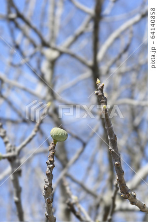 Common fig Common fig 64140858