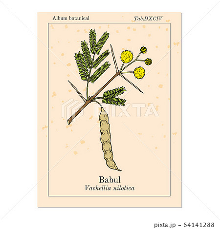 Babul Vachellia nilotica , or thorny acacia, medicinal plant Babul Vachellia nilotica , or thorny acacia, medicinal plant 64141288