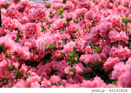 ツツジ 64141626