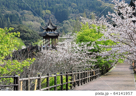 春の冠岳花川砂防公園 64141957
