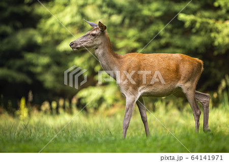 Female red deer walking through tranquil meadow in nature at sunrise 64141971