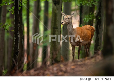 Careful red deer hind looking aside in a summer or autumn forest with trees 64141984