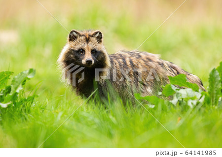 Shy raccoon dog looking away on a meadow in summertime 64141985