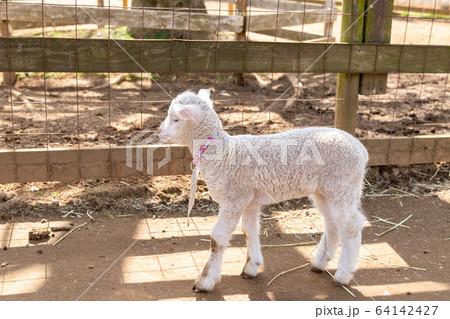 ひつじの赤ちゃん　千葉県成田市　日本 64142427
