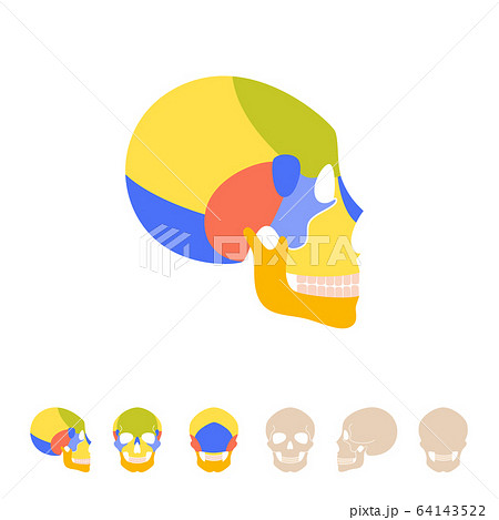 Human skull anatomy 64143522