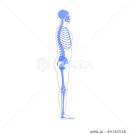 Human man skeleton anatomy 64143538