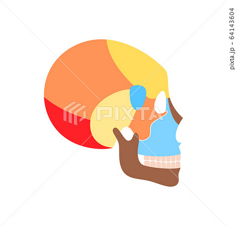 Human skull anatomy.  64143604