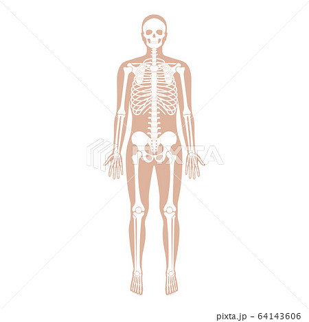 Human man skeleton anatomy Human man skeleton anatomy 64143606