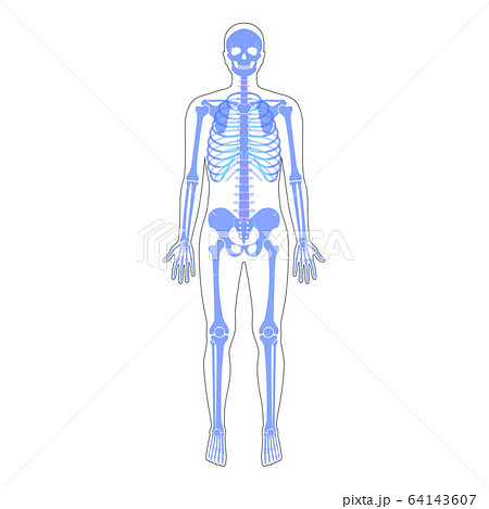 Human man skeleton anatomy Human man skeleton anatomy 64143607