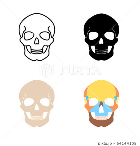 Human skull anatomy. 64144108