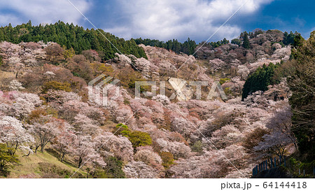 奈良県吉野山の桜 64144418