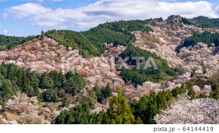 奈良県吉野山の桜 64144419