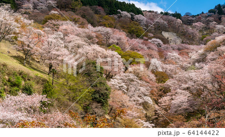 奈良県吉野山の桜 奈良県吉野山の桜 64144422