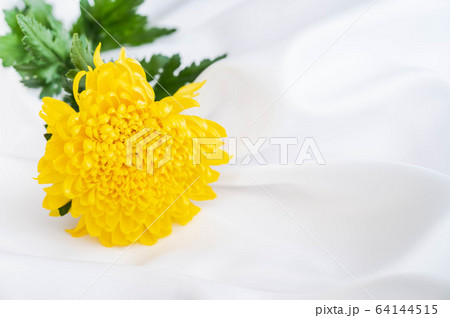 黄色い菊の花 64144515