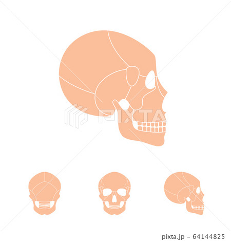 Human skull anatomy Human skull anatomy 64144825