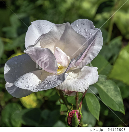 Rose Paul's Early Blush known as Rosa Mrs. Harkness in British park Rose Paul's Early Blush known as Rosa Mrs. Harkness in British park 64145003