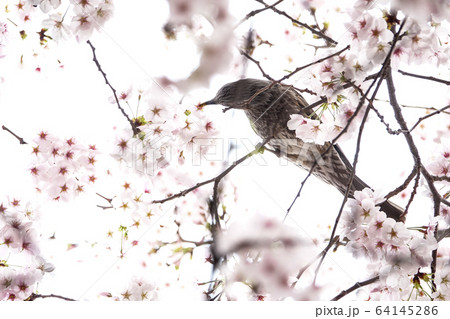 ヒヨドリ 鳥 桜 64145286