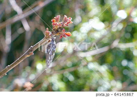 みのむし みのむし 64145867