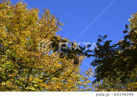 Yellow leaves and black branches of a tree against 64146099