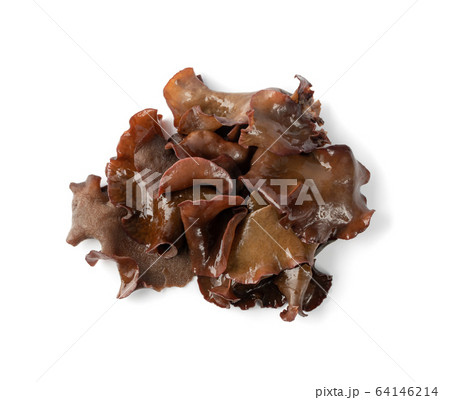 Wet Black Fungus, Tree Ear or Wood Ear Mushroom 64146214