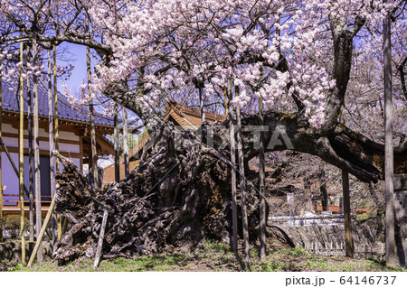 (山梨県)山高神代桜 満開 (山梨県)山高神代桜 満開 64146737
