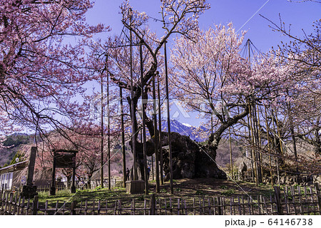 （山梨県）山高神代桜　満開 64146738