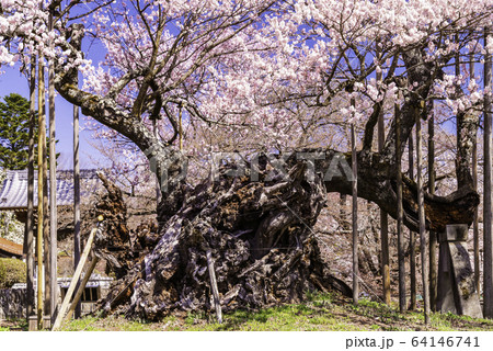 （山梨県）山高神代桜　満開 64146741