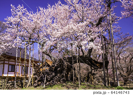 (山梨県)山高神代桜 満開 (山梨県)山高神代桜 満開 64146743