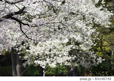 満開の桜・日本の春の風景 満開の桜・日本の春の風景 64146749