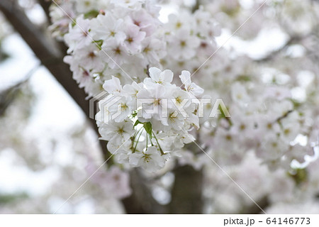 満開の桜・日本の春の風景 満開の桜・日本の春の風景 64146773
