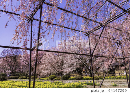 (山梨県)実相寺の桜(日本各地の有名桜) 満開 (山梨県)実相寺の桜(日本各地の有名桜) 満開 64147299