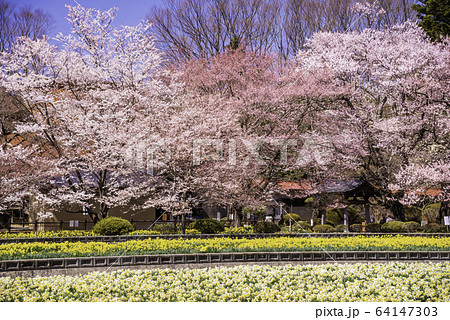 （山梨県）実相寺の桜（日本各地の有名桜）　満開 64147303