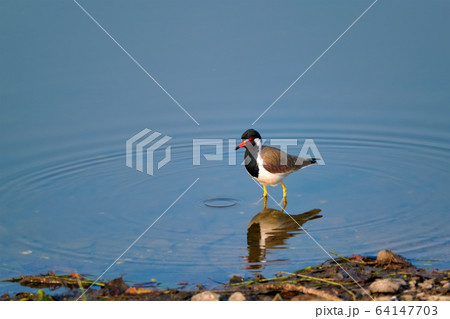 The red-wattled lapwing Vanellus indicus in a lake 64147703
